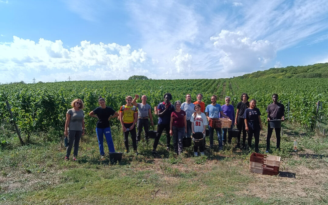 Vendanges sur les coteaux de Montguichet