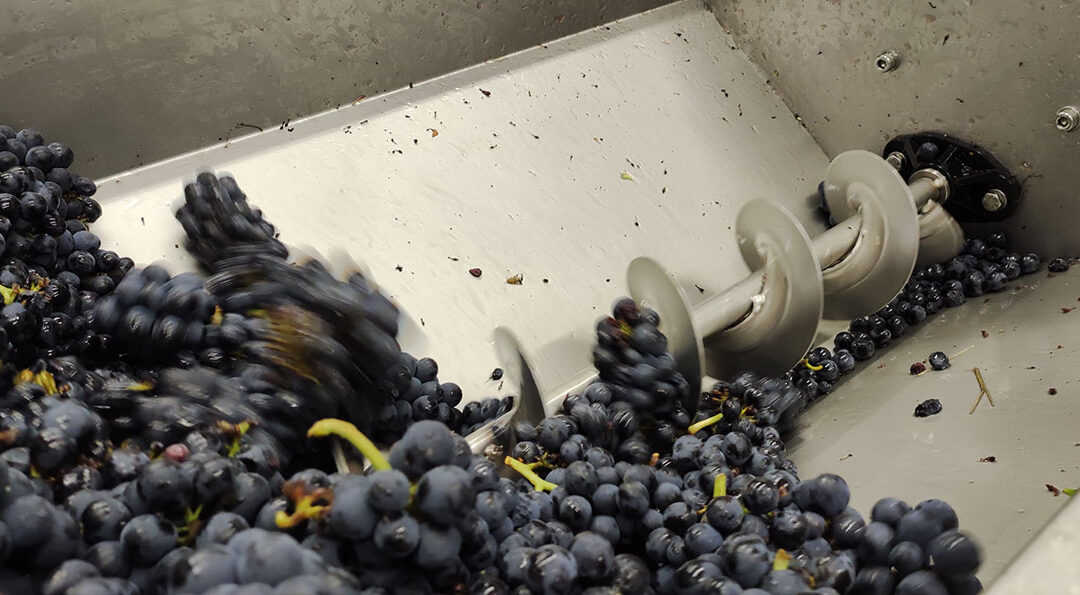 Vendanges au parc du Sausset