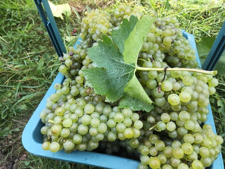 Vendanges au parc du Sausset