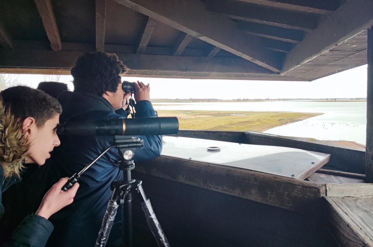 Observation au lac du Der