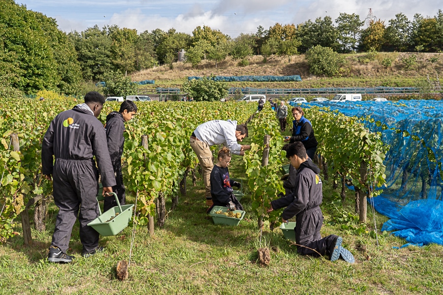 Vendanges pédagogiques au parc du Sausset !